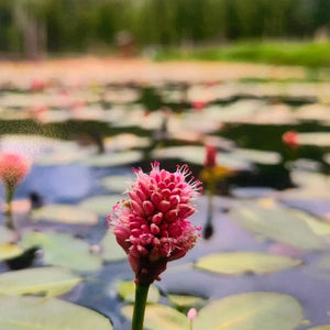 Flower in Front of Pond Photograph