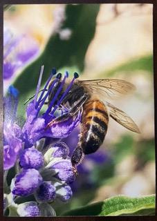 Honeybee on Purple Flower Photo