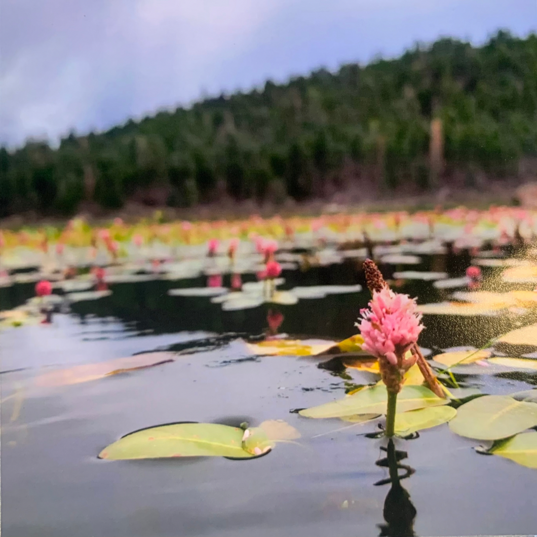 Floral Pond in Front of Forest Photograph