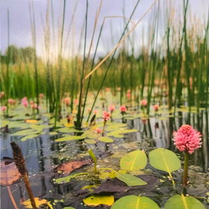 Grassy Floral Pond Photograph