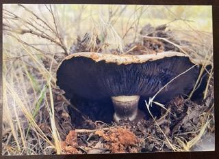 Mushroom Growing Photo